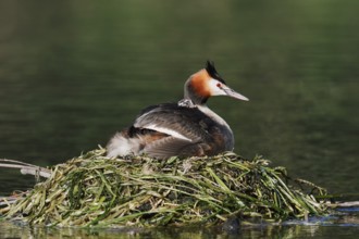 Great Crested Grebe (Podiceps scalloped ribbonfish) with chicks on the nest, North