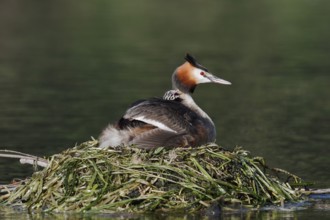 Great Crested Grebe (Podiceps scalloped ribbonfish) with chicks on the nest, North