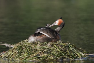 Great Crested Grebe (Podiceps scalloped ribbonfish) with chicks on the nest, North