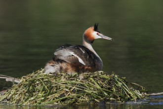 Great Crested Grebe (Podiceps Scalloped ribbonfish) sitting on its nest, North Rhine-Westphalia,