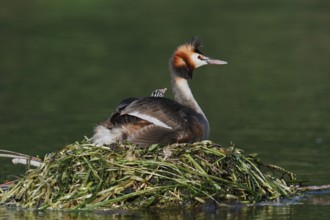 Great Crested Grebe (Podiceps scalloped ribbonfish) with chicks on the nest, North