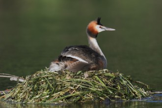 Great Crested Grebe (Podiceps Scalloped ribbonfish) sitting on its nest, North Rhine-Westphalia,