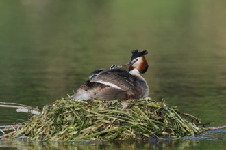 Great Crested Grebe (Podiceps scalloped ribbonfish) with chicks on the nest, North