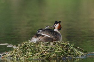 Great Crested Grebe (Podiceps scalloped ribbonfish) with chicks on the nest, North