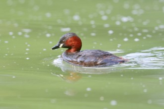 Little grebe (Tachybaptus ruficollis), North Rhine-Westphalia, Germany