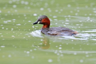 Little grebe (Tachybaptus ruficollis), North Rhine-Westphalia, Germany