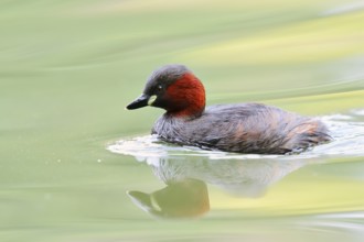 Little grebe (Tachybaptus ruficollis), North Rhine-Westphalia, Germany