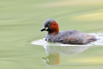 Little grebe (Tachybaptus ruficollis), North Rhine-Westphalia, Germany