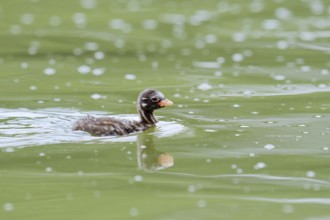 Little grebe (Tachybaptus ruficollis), swimming chick, North Rhine-Westphalia, Germany