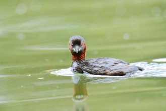 Little grebe (Tachybaptus ruficollis), North Rhine-Westphalia, Germany