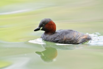 Little grebe (Tachybaptus ruficollis), North Rhine-Westphalia, Germany