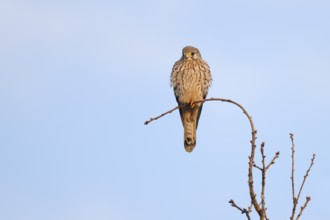 Kestrel (Falco tinnunculus), female, North Rhine-Westphalia, Germany