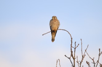 Kestrel (Falco tinnunculus), female, North Rhine-Westphalia, Germany