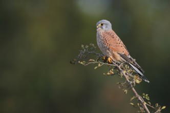 Kestrel (Falco tinnunculus), male sitting on a branch of hawthorn (Crataegus), North