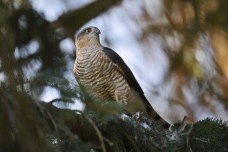 Sparrowhawk (Accipiter nisus), male with prey, North Rhine-Westphalia, Germany