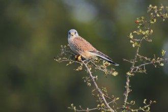 Kestrel (Falco tinnunculus), male sitting on a branch of hawthorn (Crataegus), North