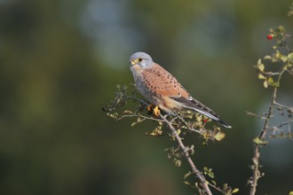 Kestrel (Falco tinnunculus), male sitting on a branch of hawthorn (Crataegus), North