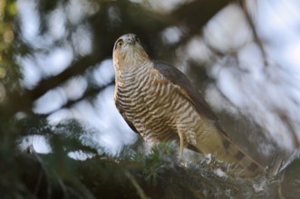 Sparrowhawk (Accipiter nisus), male with prey, North Rhine-Westphalia, Germany