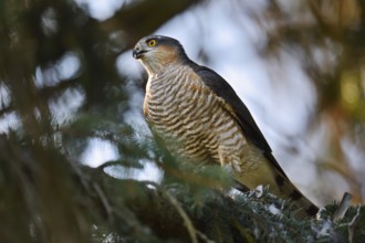 Sparrowhawk (Accipiter nisus), male with prey, North Rhine-Westphalia, Germany
