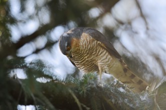 Sparrowhawk (Accipiter nisus), male with prey, North Rhine-Westphalia, Germany