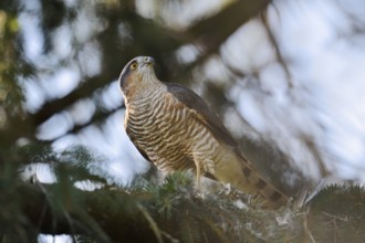 Sparrowhawk (Accipiter nisus), male with prey, North Rhine-Westphalia, Germany