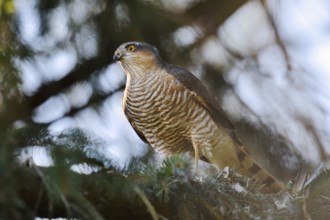 Sparrowhawk (Accipiter nisus), male with prey, North Rhine-Westphalia, Germany
