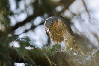 Sparrowhawk (Accipiter nisus), male with prey, North Rhine-Westphalia, Germany