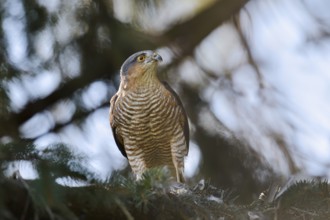 Sparrowhawk (Accipiter nisus), male with prey, North Rhine-Westphalia, Germany