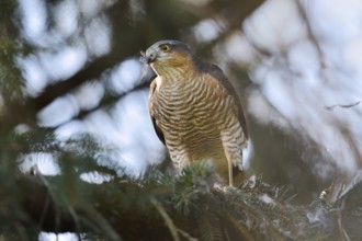 Sparrowhawk (Accipiter nisus), male with prey, North Rhine-Westphalia, Germany