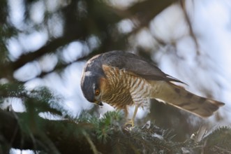 Sparrowhawk (Accipiter nisus), male with prey, North Rhine-Westphalia, Germany
