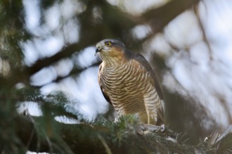 Sparrowhawk (Accipiter nisus), male with prey, North Rhine-Westphalia, Germany