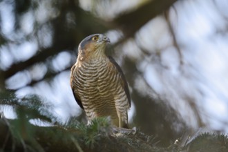 Sparrowhawk (Accipiter nisus), male with prey, North Rhine-Westphalia, Germany