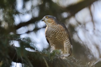 Sparrowhawk (Accipiter nisus), male with prey, North Rhine-Westphalia, Germany