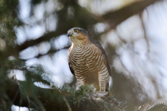 Sparrowhawk (Accipiter nisus), male with prey, North Rhine-Westphalia, Germany
