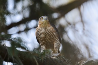 Sparrowhawk (Accipiter nisus), male with prey, North Rhine-Westphalia, Germany