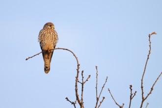 Kestrel (Falco tinnunculus), female, North Rhine-Westphalia, Germany