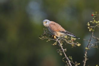 Kestrel (Falco tinnunculus), male sitting on a branch of hawthorn (Crataegus), North
