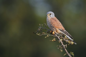 Kestrel (Falco tinnunculus), male sitting on a branch of hawthorn (Crataegus), North