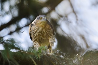 Sparrowhawk (Accipiter nisus), male with prey, North Rhine-Westphalia, Germany