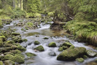Mountain stream in autumn, Bavarian Forest National Park, Bavaria, Germany