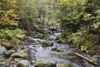 Mountain stream Kleine Ohe in autumn, Bavarian Forest National Park, Bavaria, Germany