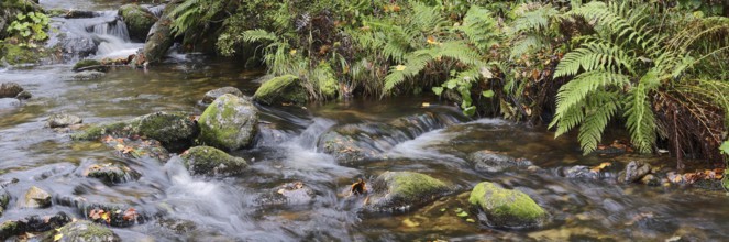 Mountain stream Kleine Ohe in autumn, Bavarian Forest National Park, Bavaria, Germany