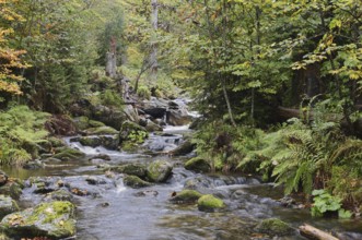 Mountain stream Kleine Ohe in autumn, Bavarian Forest National Park, Bavaria, Germany