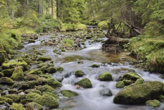 Mountain stream in autumn, Bavarian Forest National Park, Bavaria, Germany