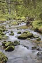 Mountain stream in autumn, Bavarian Forest National Park, Bavaria, Germany