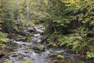 Mountain stream Kleine Ohe in autumn, Bavarian Forest National Park, Bavaria, Germany