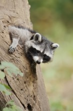 Raccoon (Procyon lotor), young animal looking out of a tree hollow, North Rhine-Westphalia, Germany