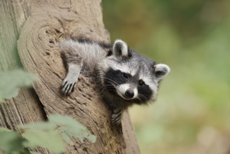 Raccoon (Procyon lotor), young animal looking out of a tree hollow, North Rhine-Westphalia, Germany