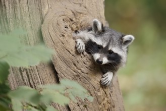 Raccoon (Procyon lotor), young animal looking out of a tree hollow, North Rhine-Westphalia, Germany