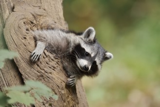 Raccoon (Procyon lotor), young animal looking out of a tree hollow, North Rhine-Westphalia, Germany